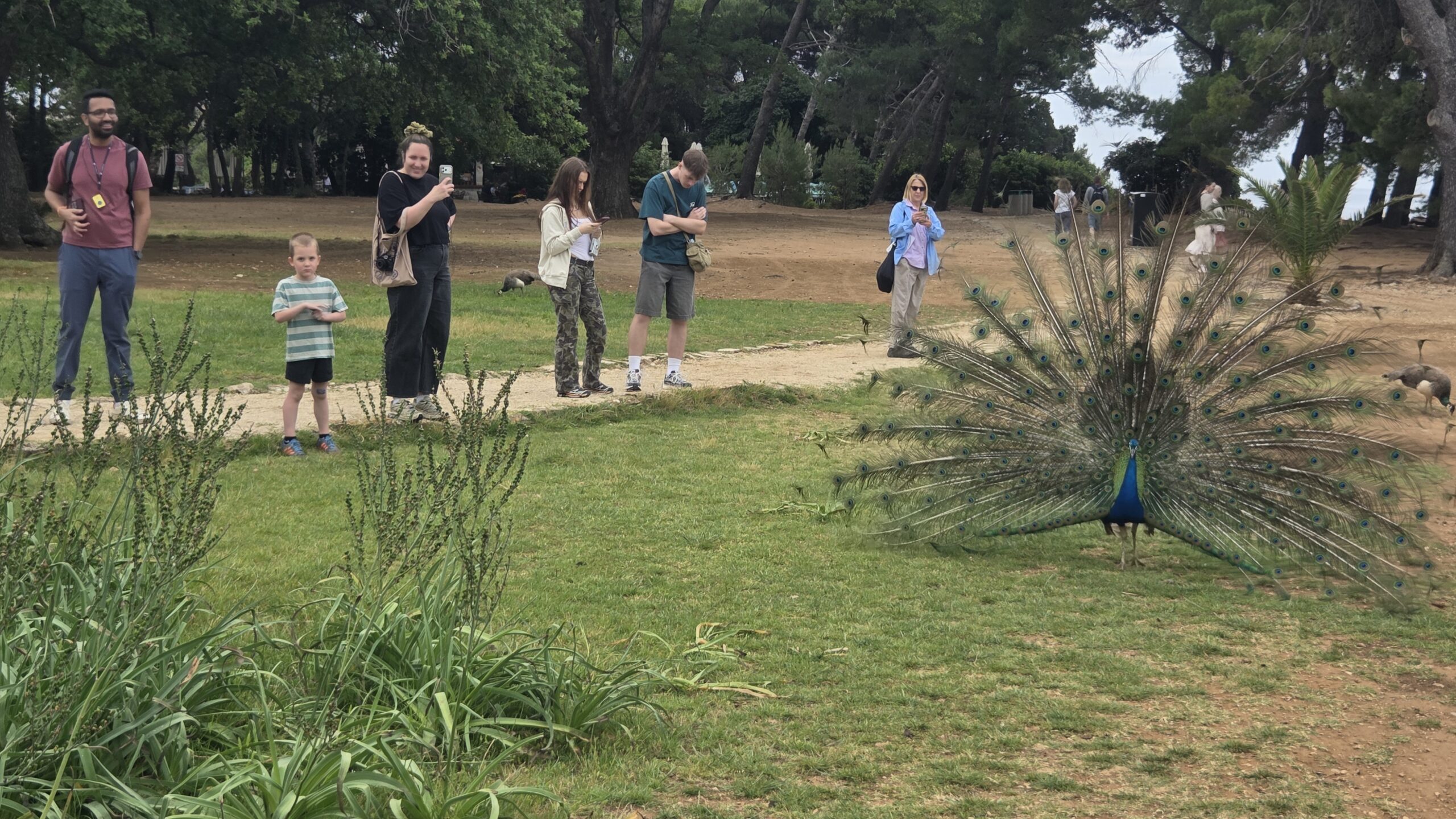 Visitors interacting with a peacock displaying its feathers on Lokrum Island near Dubrovnik